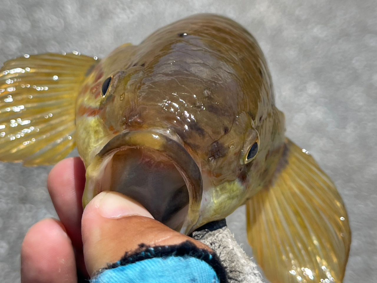 タメトモハゼの釣果・釣り情報まとめ【2024年最新】 - アングラーズ | 釣果500万件の魚釣り情報サイト