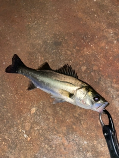 スズキの釣果