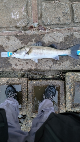 スズキの釣果