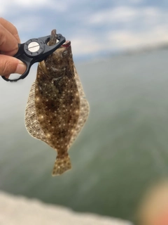 ソイの釣果