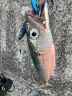 サバの釣果