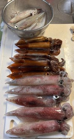 ケンサキイカの釣果