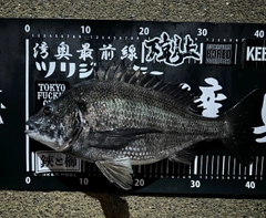 クロダイの釣果