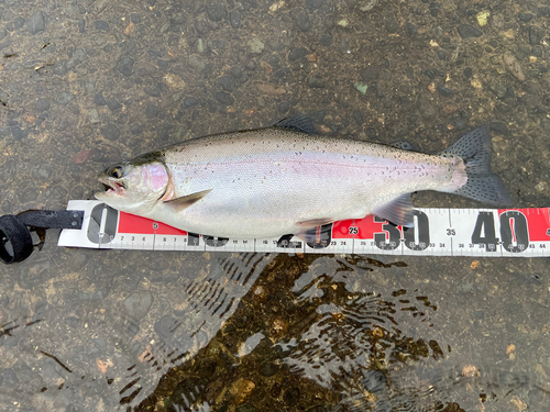 ニジマスの釣果