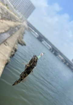 ハゼの釣果