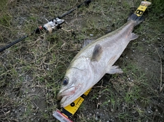 スズキの釣果