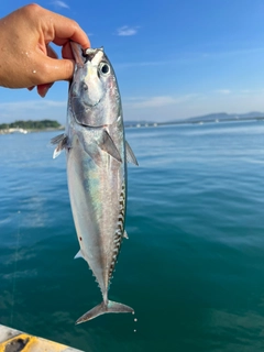 ソウダガツオの釣果