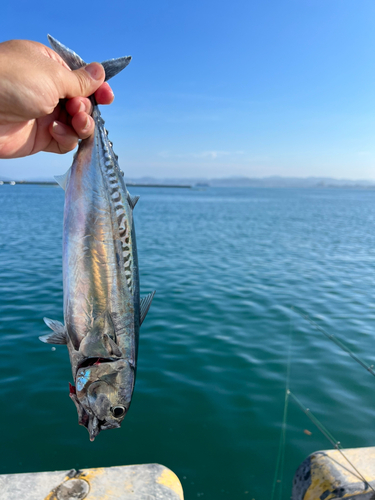 ソウダガツオの釣果