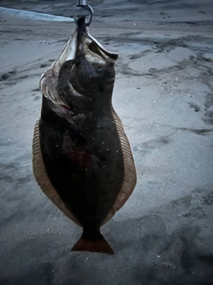 ヒラメの釣果