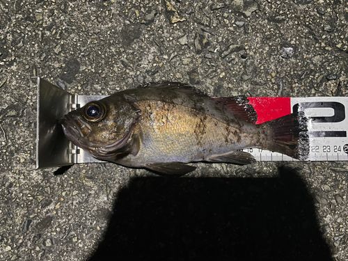 メバルの釣果