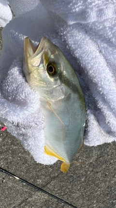 ショゴの釣果