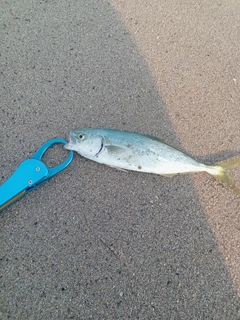 ワカシの釣果