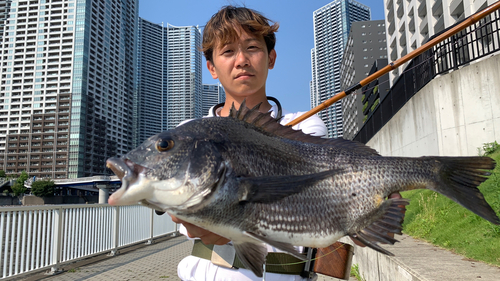 クロダイの釣果