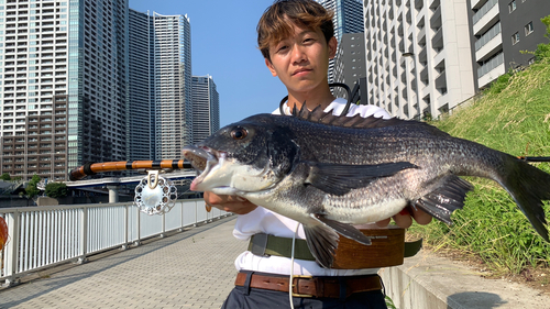 クロダイの釣果