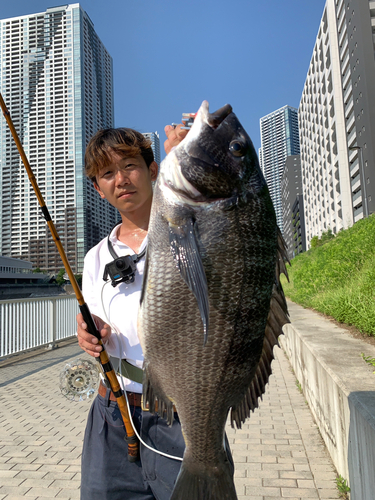 クロダイの釣果