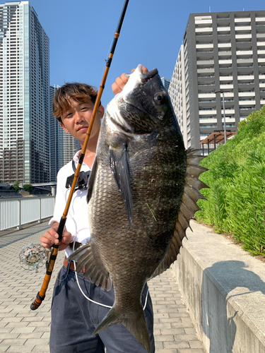 クロダイの釣果