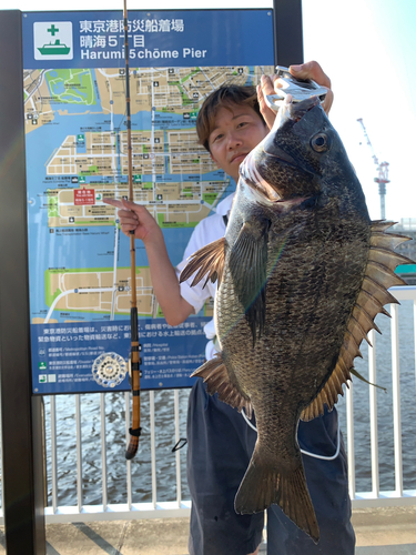 クロダイの釣果