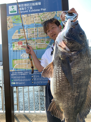 クロダイの釣果