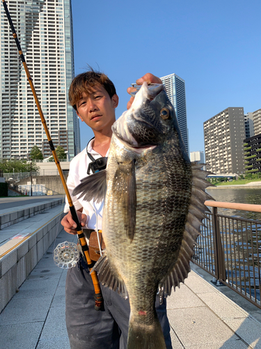 クロダイの釣果