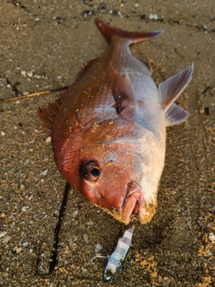 タイの釣果