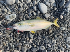 ワカナゴの釣果