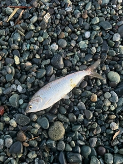 コノシロの釣果