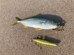 ワカナゴの釣果