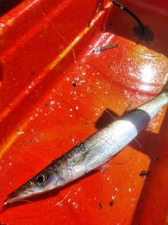 カマスの釣果