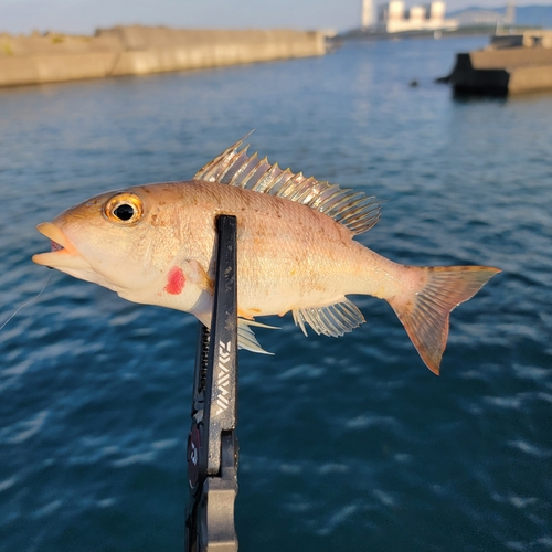 フエフキダイの釣果