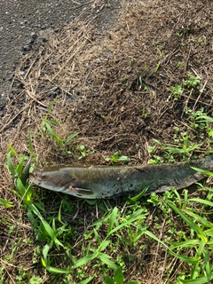 ナマズの釣果