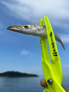 カマスの釣果