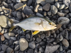 ショゴの釣果