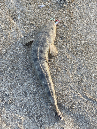 マゴチの釣果