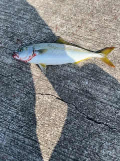 ツバスの釣果