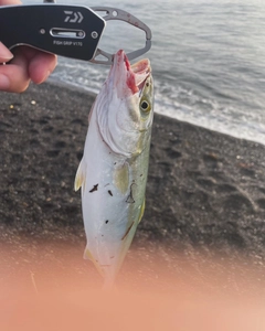 ワカシの釣果