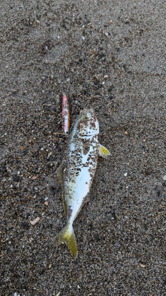 ワカシの釣果