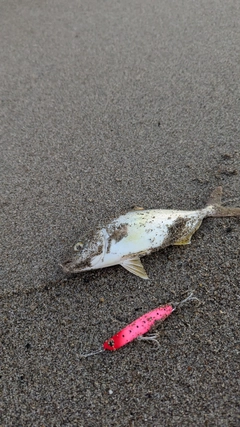 ショゴの釣果