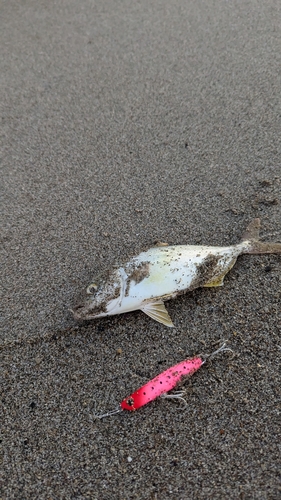 ショゴの釣果