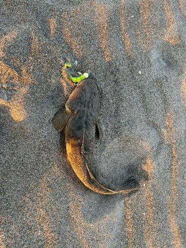 マゴチの釣果