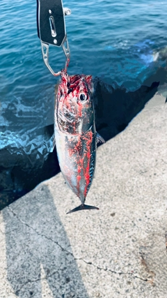 マルソウダの釣果