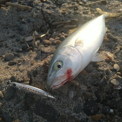 ショゴの釣果