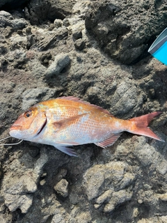 マダイの釣果