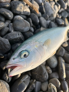 ワカナゴの釣果