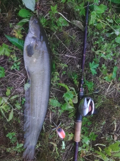 ナマズの釣果