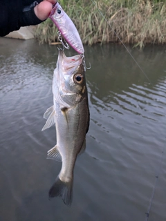 セイゴ（マルスズキ）の釣果