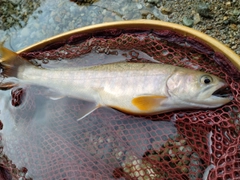 イワナの釣果