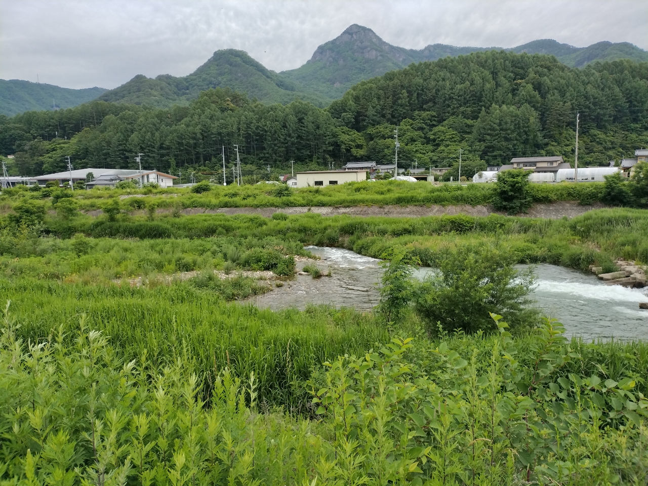 イワナ