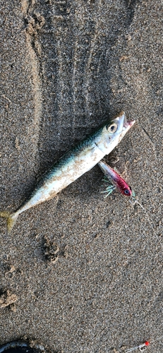 サバの釣果