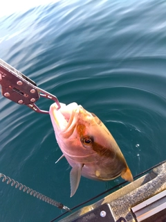 カンパチの釣果