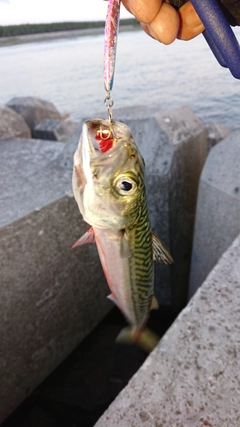 サバの釣果